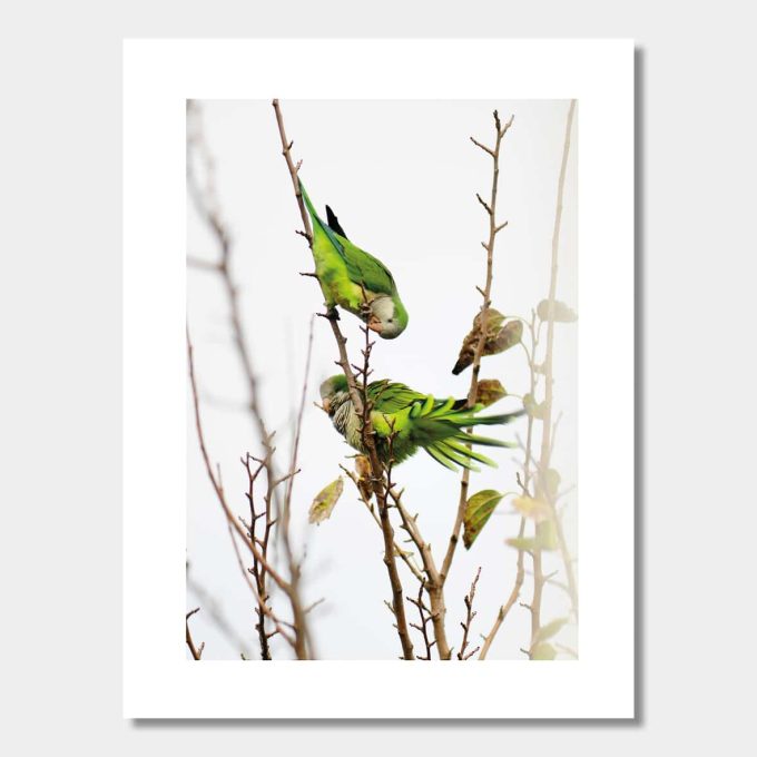 Poster Kära Parakiter #1