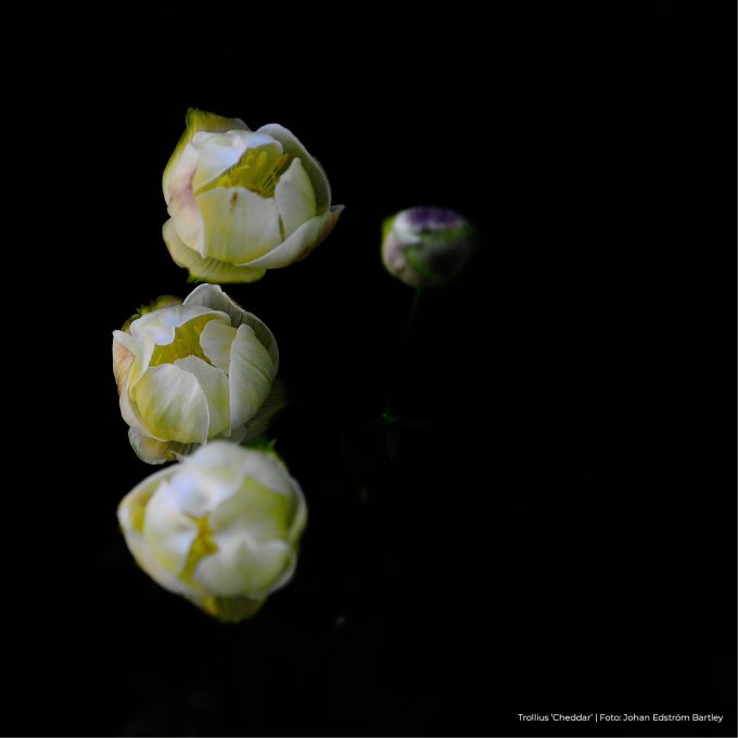 Fotokort - Smörboll