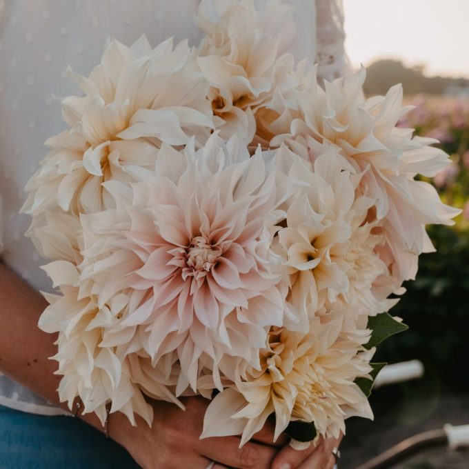 Dahlia 'Café au Lait' EKO