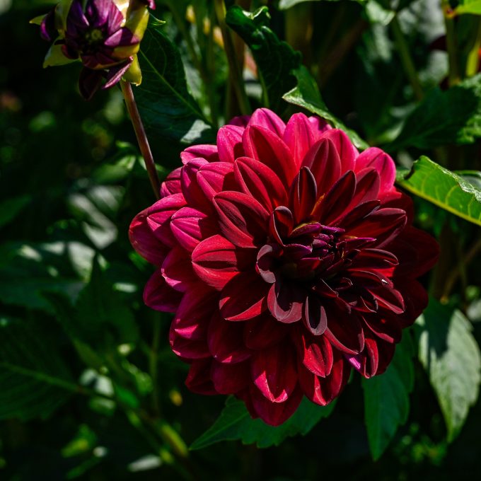 Dahlia 'Arabian Night' EKO