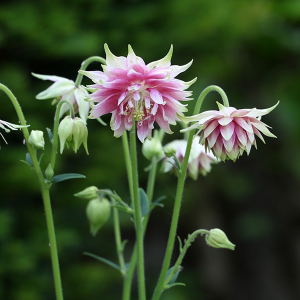 Akleja 'Nora Barlow'