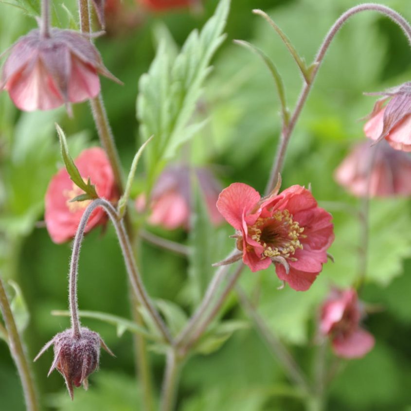 Humleblomster Leonard´s Variety