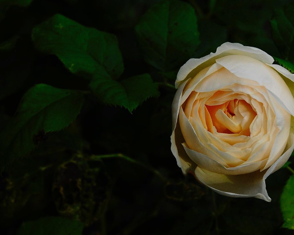 sommar header sommar header