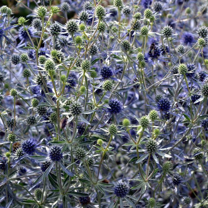 Rysk Martorn 'Blauknappe'