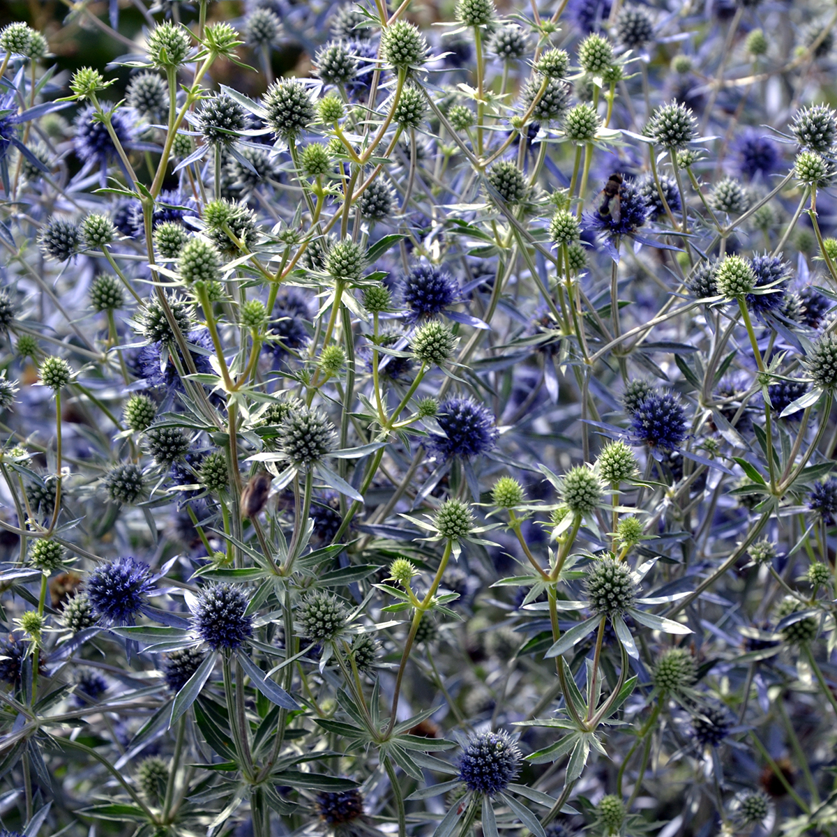 Rysk Martorn 'Blauknappe'