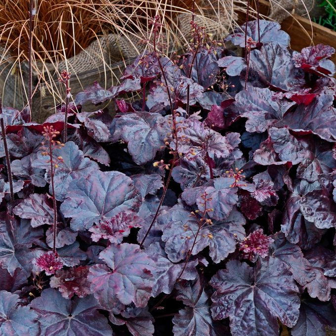 Alunrot 'Obsidian'