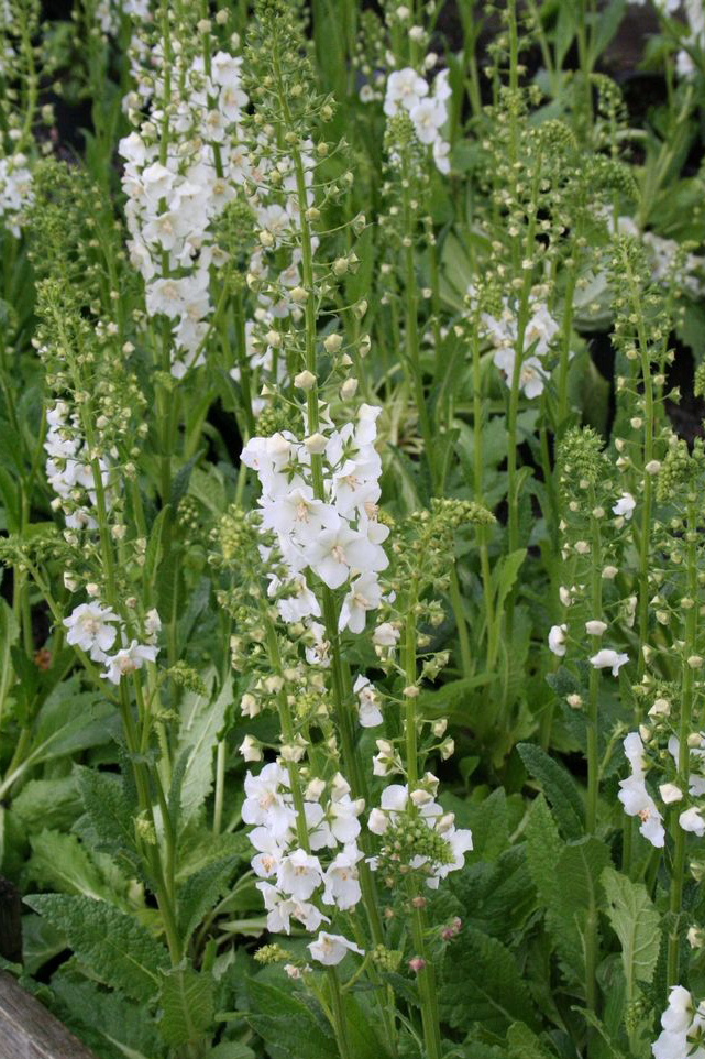 Violkungsljus 'Flush of White' - Bild 2
