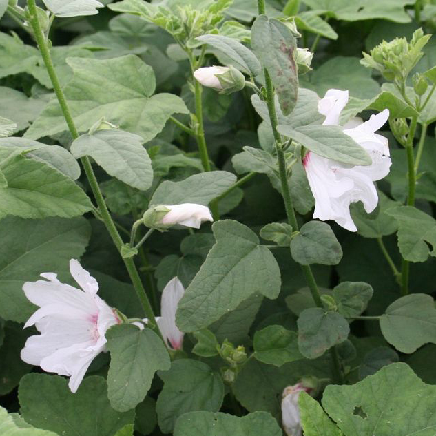 Buskgråmalva 'Blushing Bride'