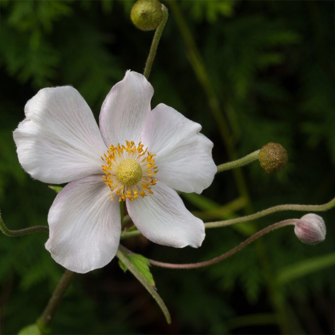 Silvrig höstanemon 'Royal Blanco'