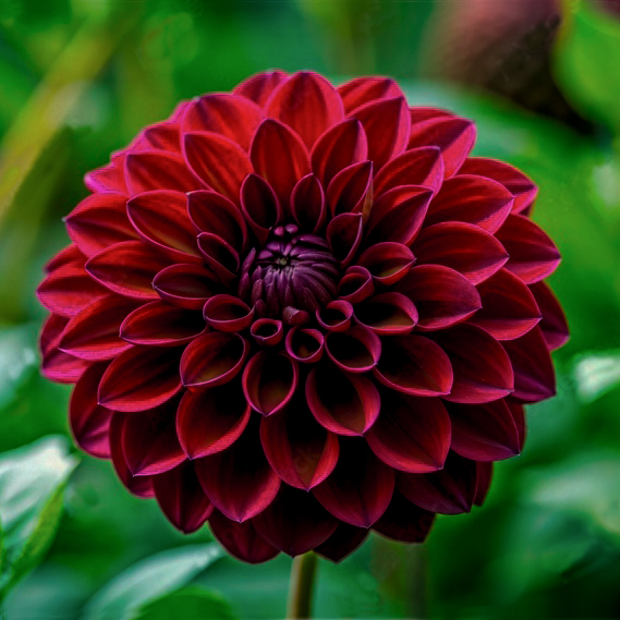 Dahlia 'Gideon'