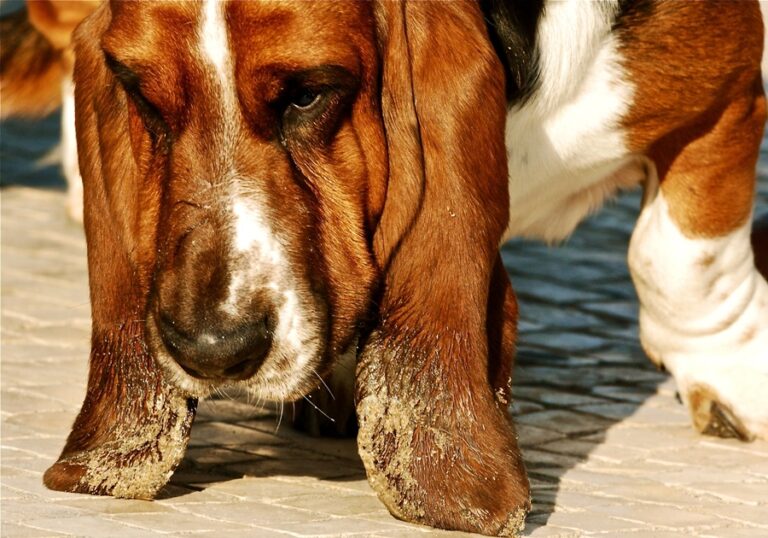 Why Does My Basset Hound Smell So Bad? Basset Hound Enthusiast