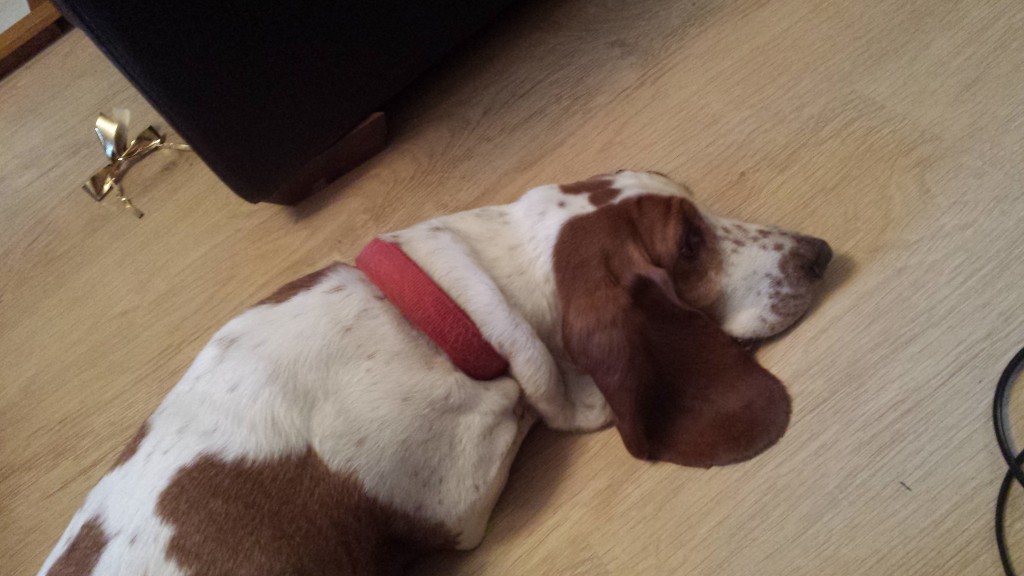 Basset hound