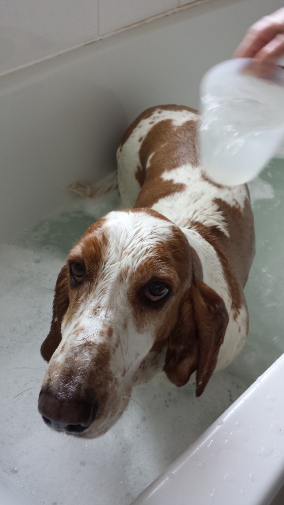 Gallery Basset hound bath time! Basset Hound World