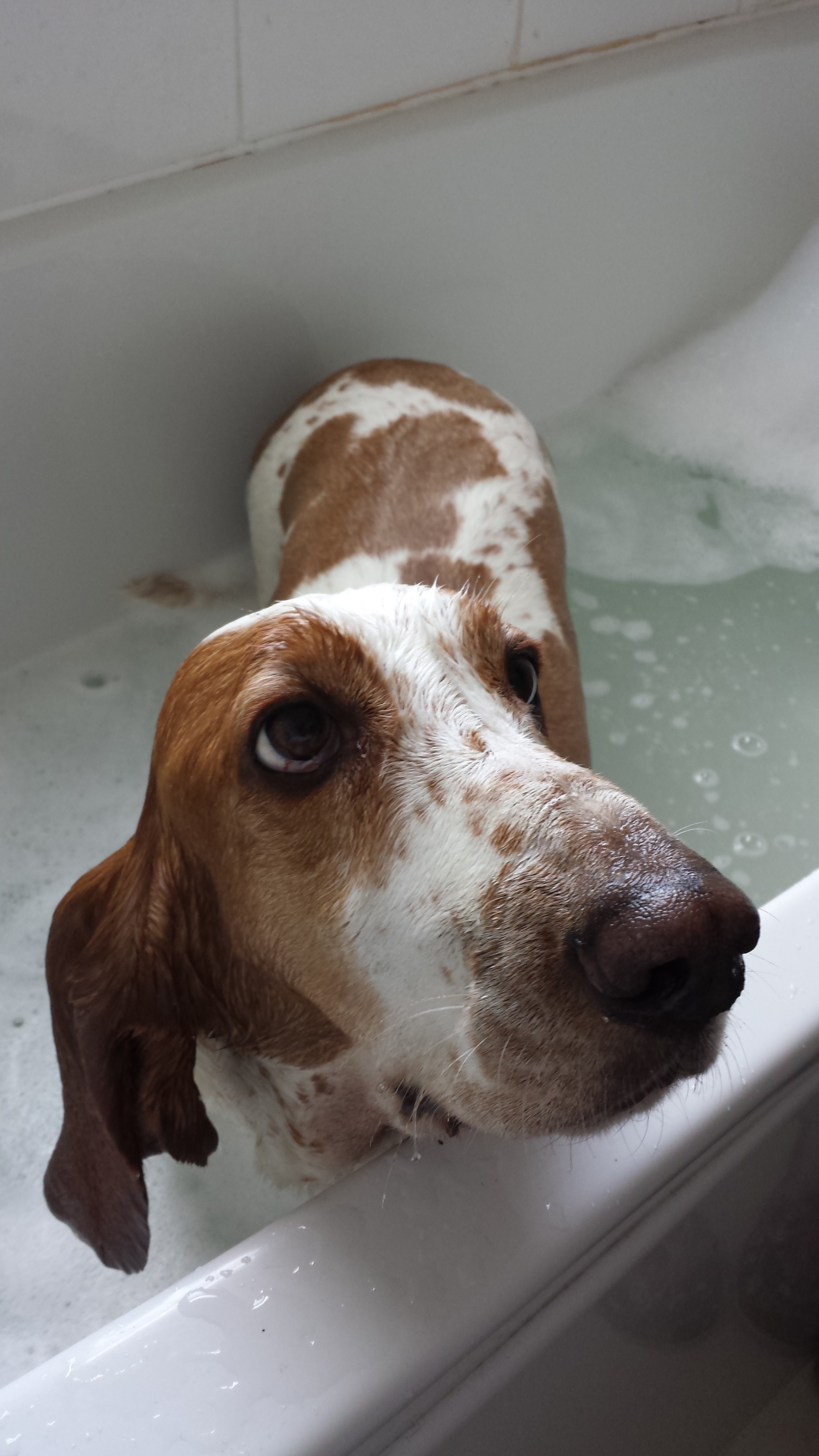 Gallery Basset hound bath time! Basset Hound World