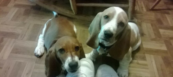 Basset hound puppies!