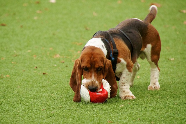 Kermit at the Miyuki Dog Park