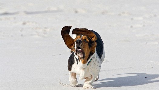 12 hilarious photos of basset hounds running
