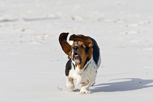 basset hound running