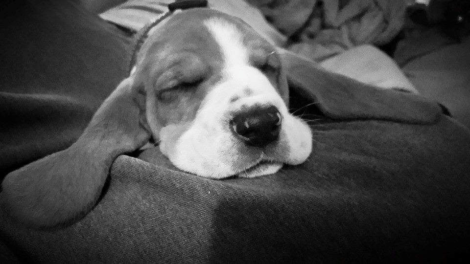 basset hound puppy