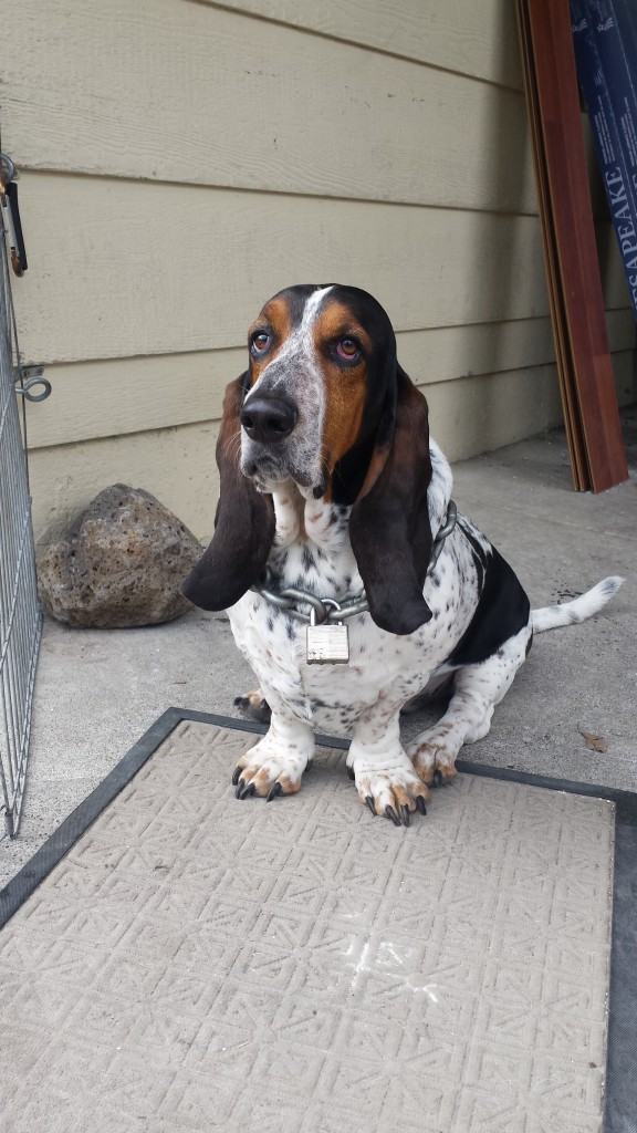 basset hound pictures