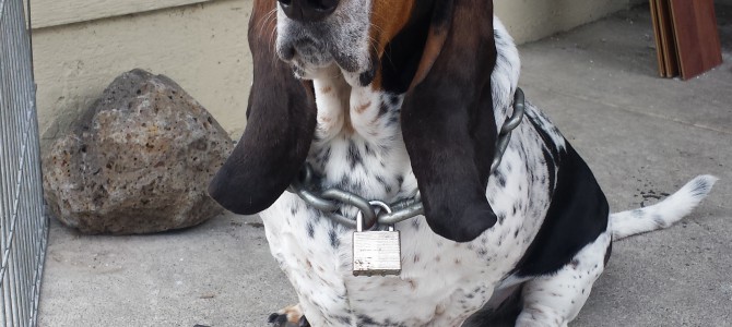 Tough Guy Ralph! – basset hound pictures