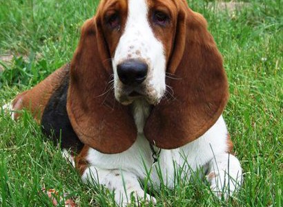 Suzy Dogsear – basset hound pictures