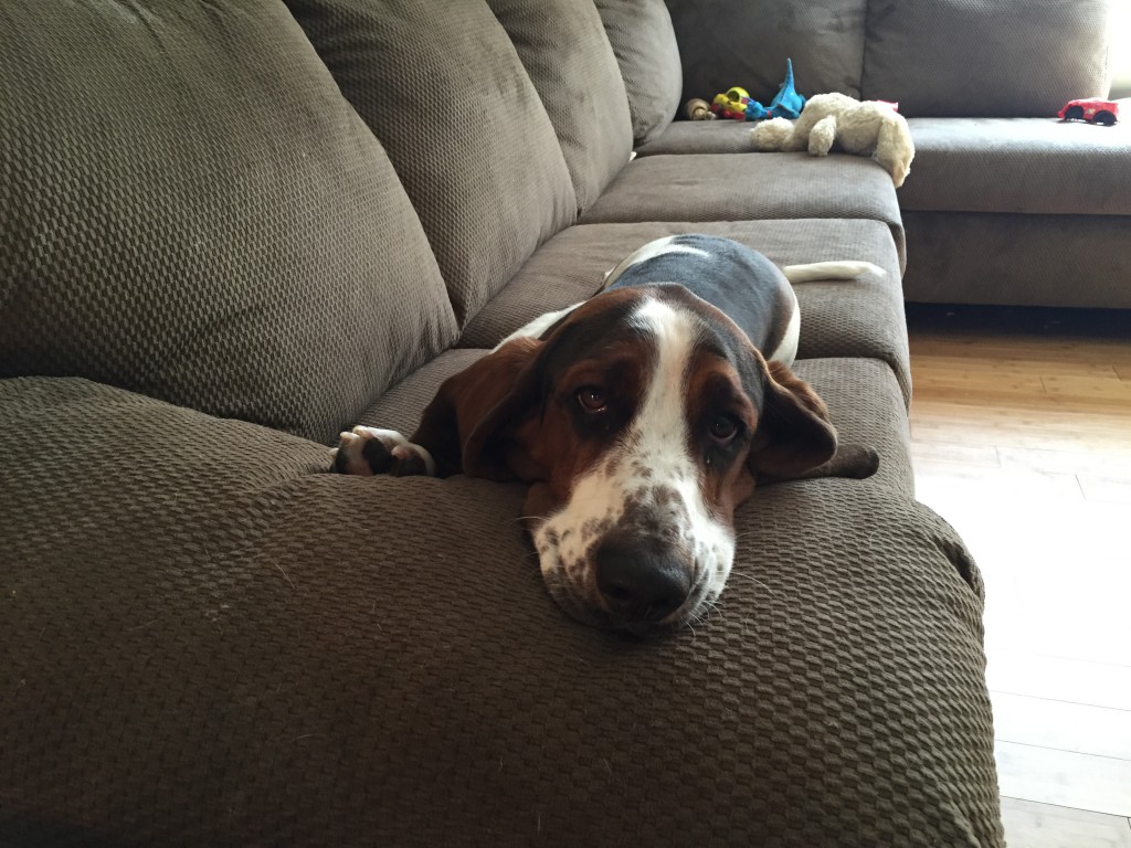 basset hound pictures