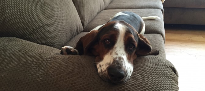 Camden having a lazy day! – basset hound pictures