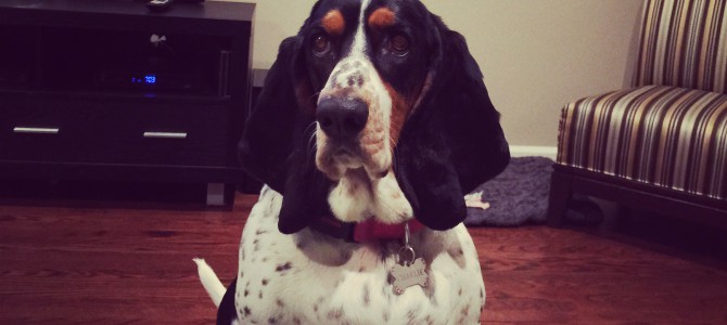 Beautiful Charlie! – basset hound pictures Beautiful Charlie! – basset hound pictures