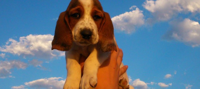 This is Nugget and she is adorable! – basset hound pictures