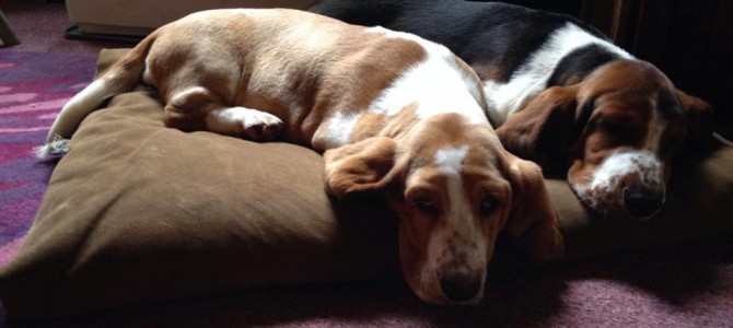 Star & Maverick! – basset hound pictures