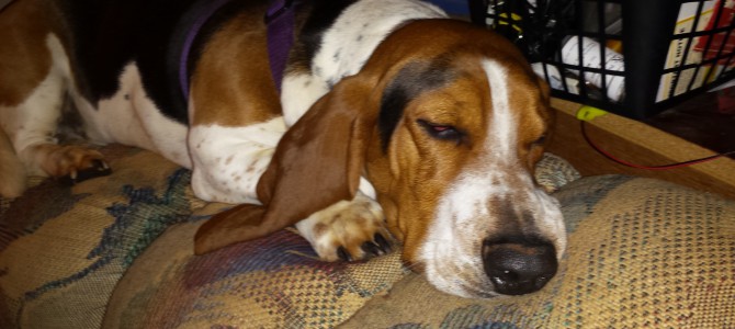 Tickle – basset hound pictures