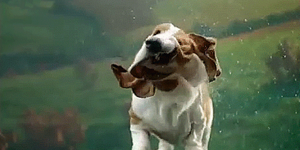 Hypnotic flapping wet basset hound