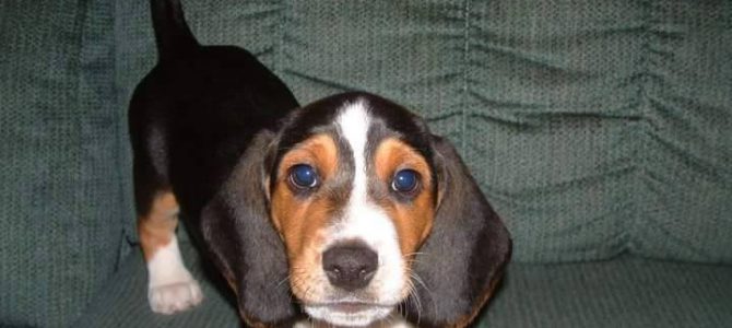 Basset puppy Bo