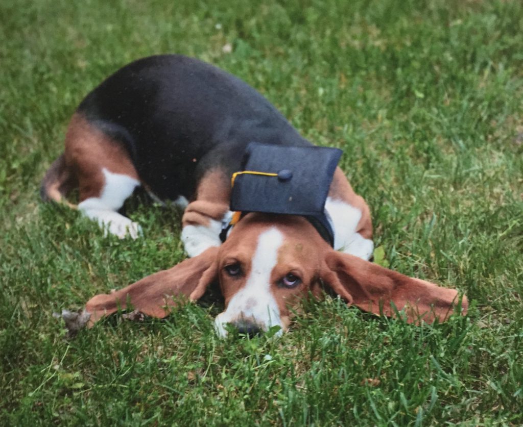 basset hound