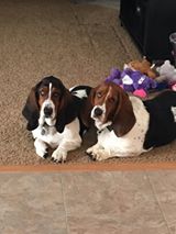 www.bassethoundworld.com