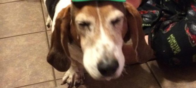 Basset in a Hat