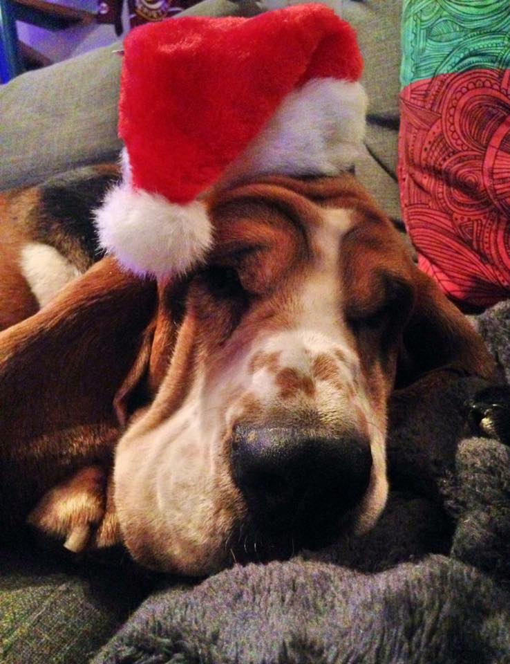 bassethoundworld.com