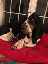 www.bassethoundworld.com