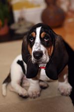 www.bassethoundworld.com