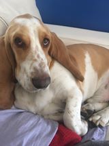 www.bassethoundworld.com