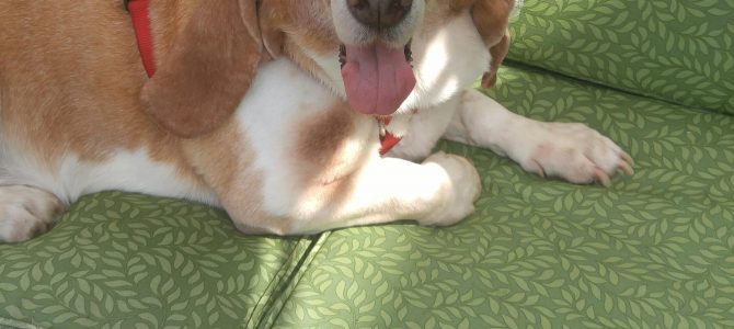 Daisy Mae Daisy Mae