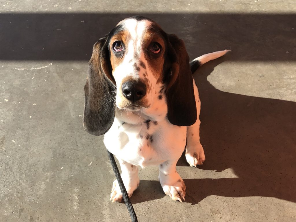 basset hound pictures