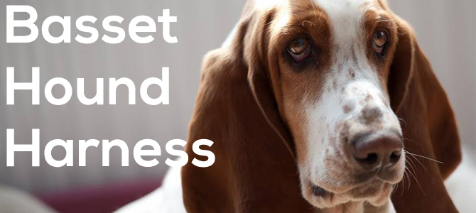 Basset hound harness guide