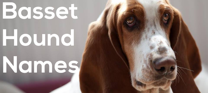 basset hound names