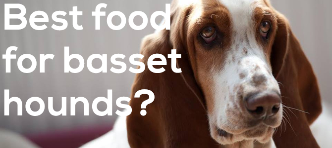 Best dog food for basset hounds