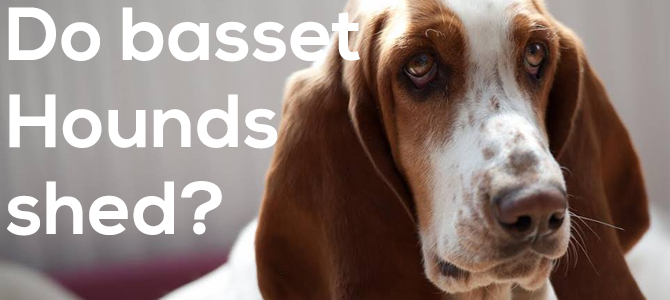 do basset hounds shed