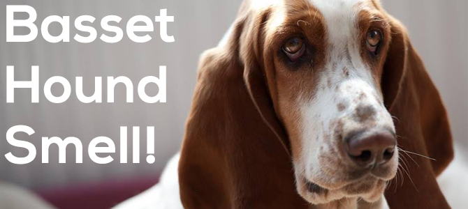 Basset Hound smell – how to solve it!