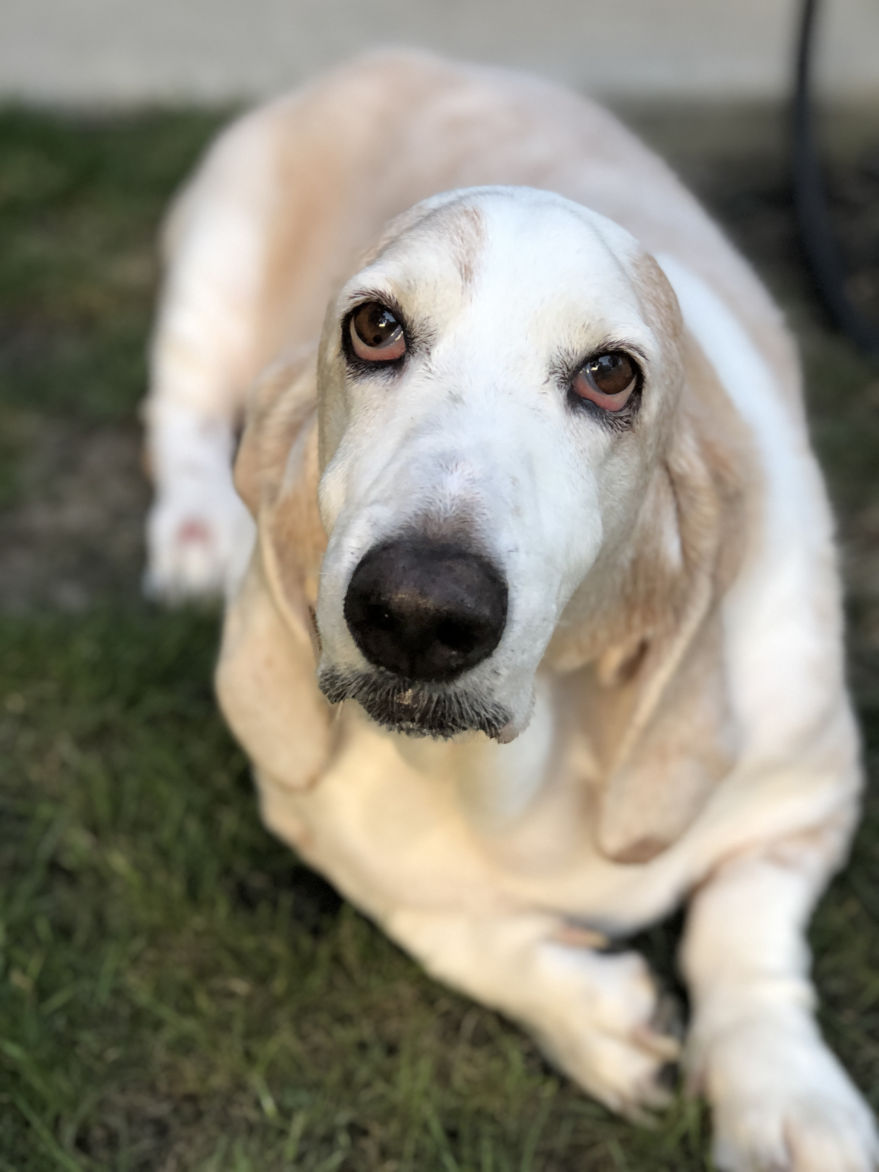 basset hound picture