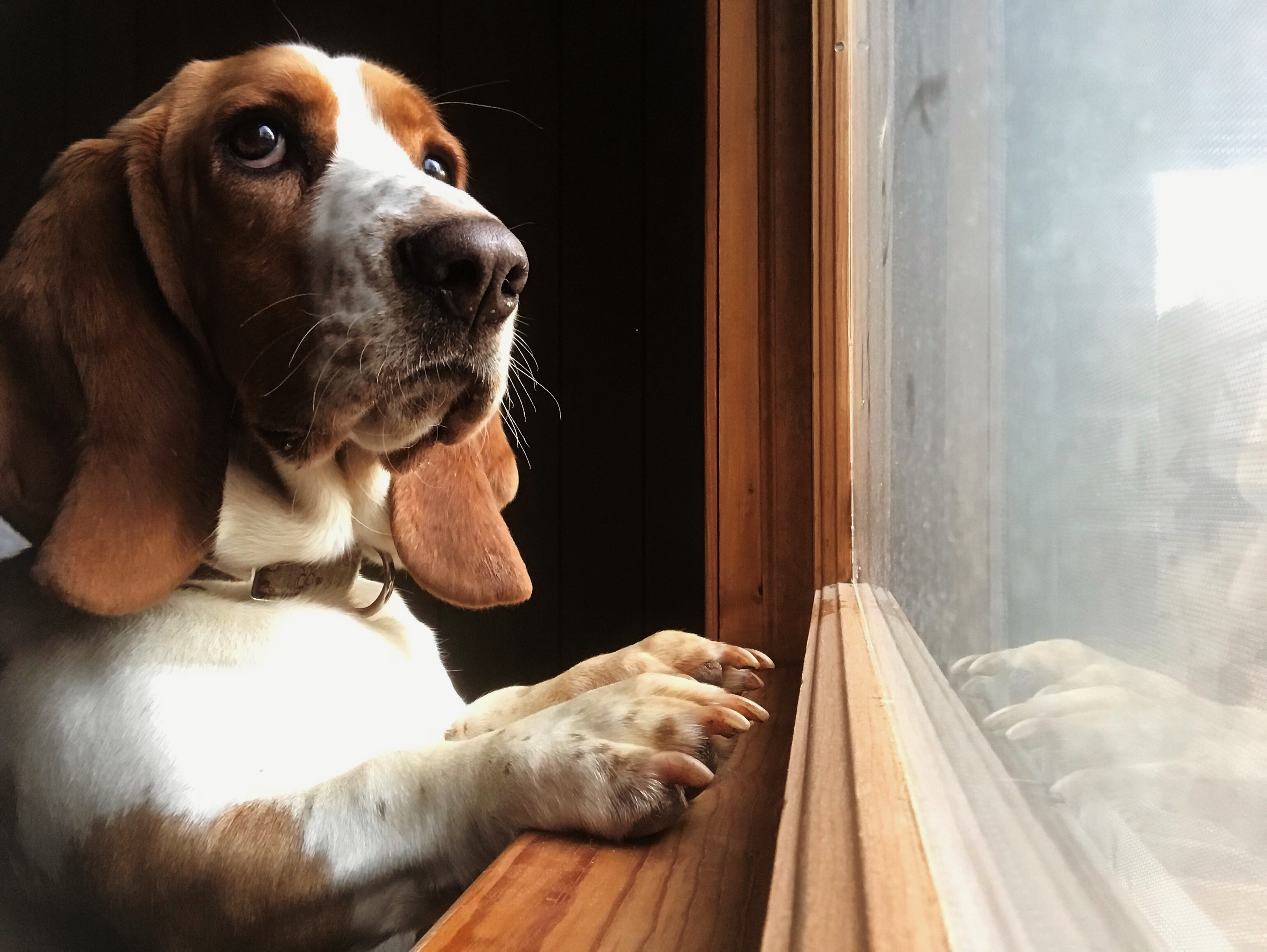 basset hound picture